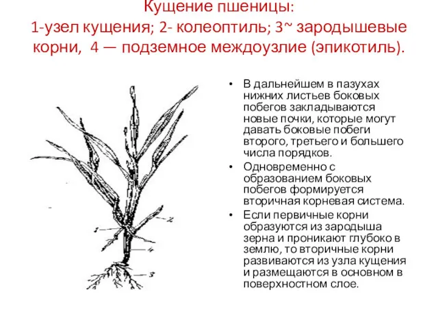 Кущение пшеницы: 1-узел кущения; 2- колеоптиль; 3~ зародышевые корни, 4