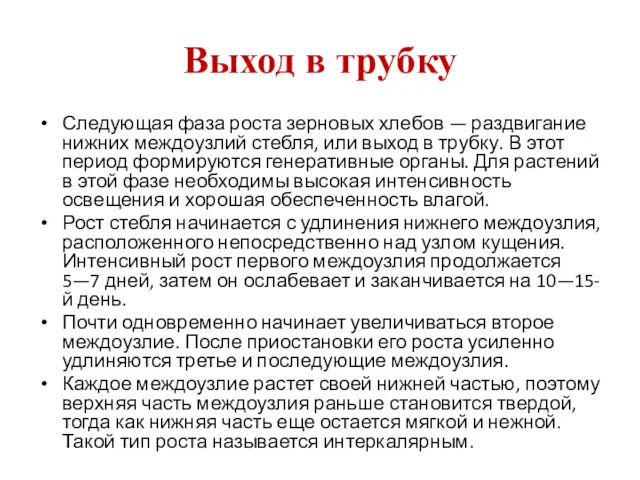 Выход в трубку Следующая фаза роста зерновых хлебов — раздвигание