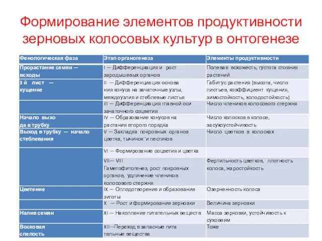 Формирование элементов продуктивности зерновых колосовых культур в онтогенезе