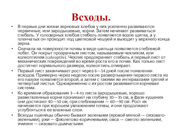 Всходы. В первые дни жизни зерновых хлебов у них усиленно