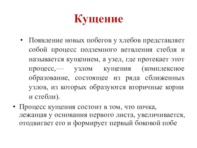 Кущение Появление новых побегов у хлебов представляет собой процесс подземного