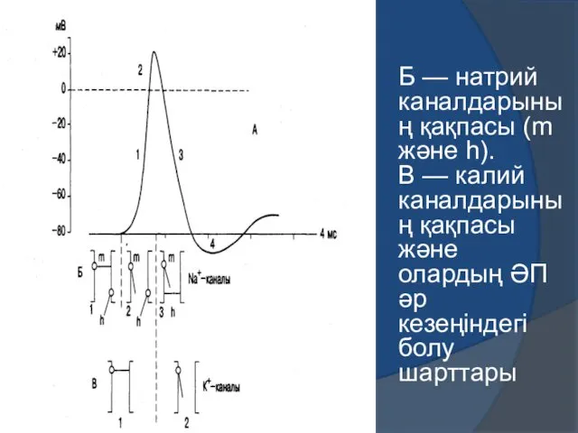 Б — натрий каналдарының қақпасы (m және h). В —