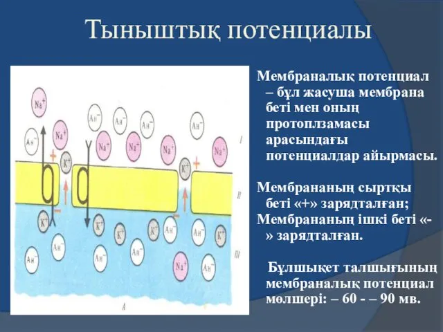 Тыныштық потенциалы Мембраналық потенциал – бұл жасуша мембрана беті мен