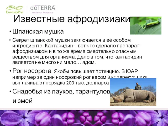 Известные афродизиаки Шпанская мушка Секрет шпанской мушки заключается в её