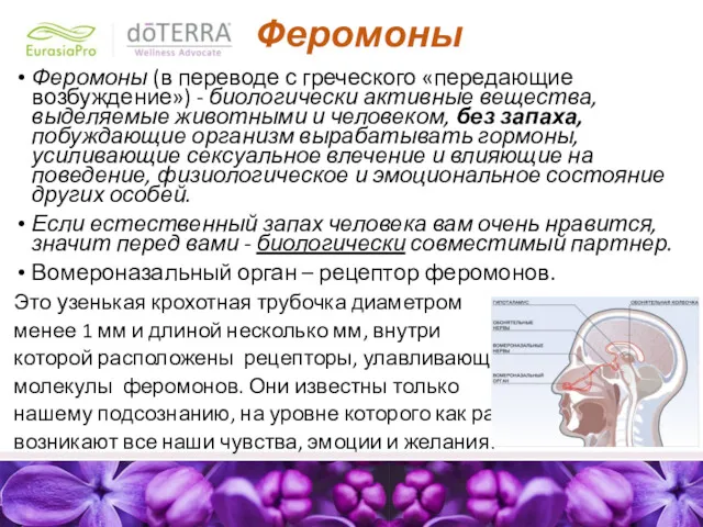 Феромоны Феромоны (в переводе с греческого «пе­редающие возбуждение») - биологически