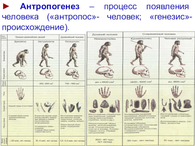 ► Антропогенез – процесс появления человека («антропос»- человек; «генезис»-происхождение).