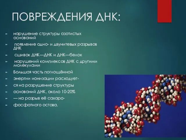 ПОВРЕЖДЕНИЯ ДНК: нарушение структуры азотистых оснований появление одно- и двунитевых