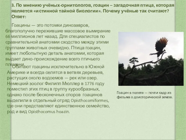 3. По мнению учёных-орнитологов, гоацин – загадочная птица, которая является