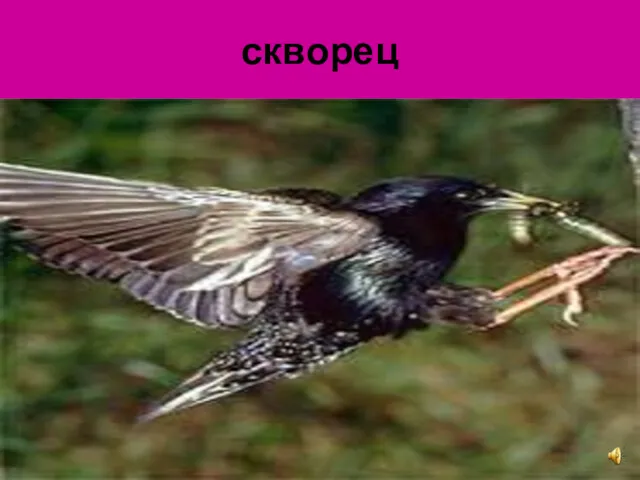 скворец