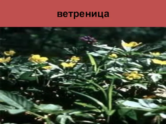 ветреница