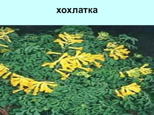 хохлатка