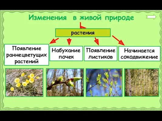 Изменения в живой природе растения Появление раннецветущих растений Набухание почек Появление листиков Начинается сокодвижение