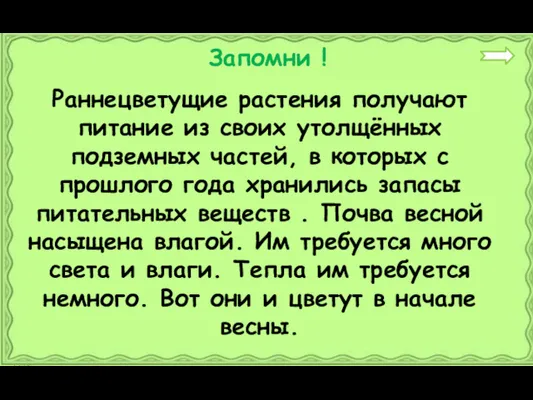 Раннецветущие растения получают питание из своих утолщённых подземных частей, в