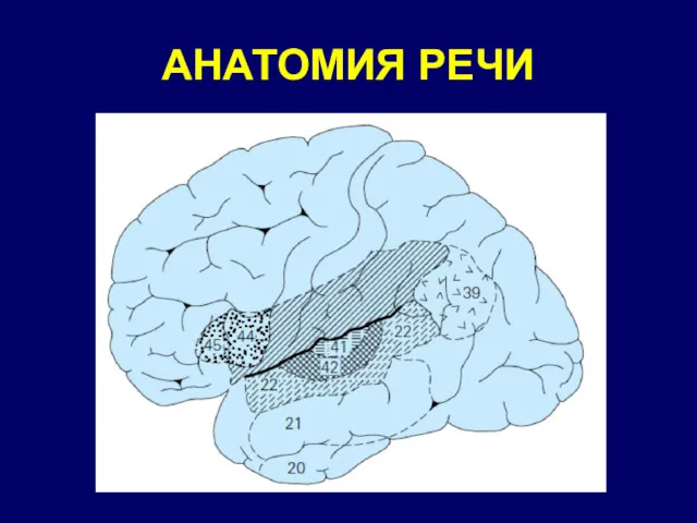 АНАТОМИЯ РЕЧИ