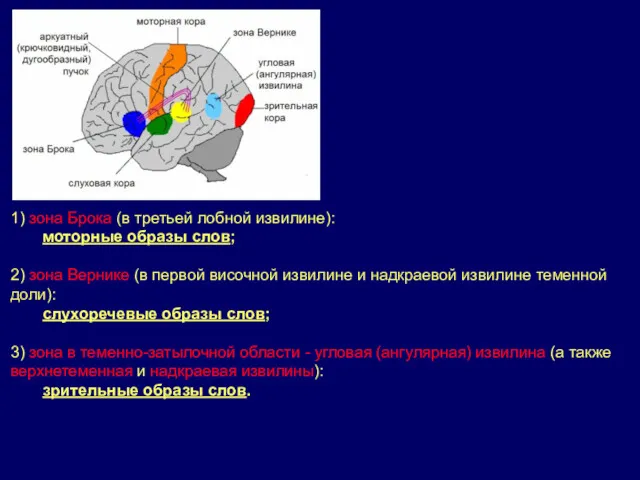 1) зона Брока (в третьей лобной извилине): моторные образы слов;