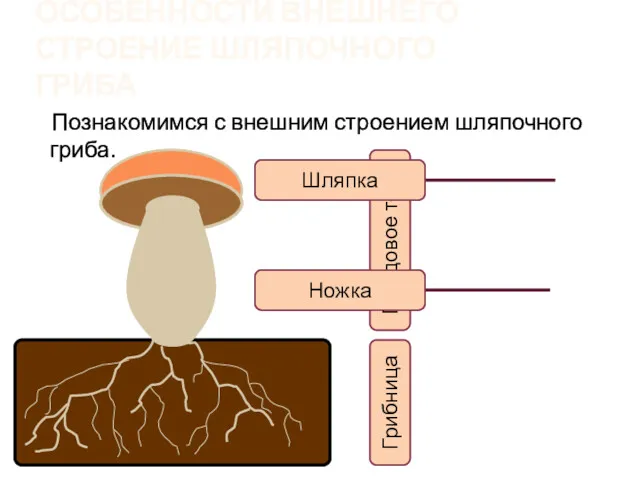 ОСОБЕННОСТИ ВНЕШНЕГО СТРОЕНИЕ ШЛЯПОЧНОГО ГРИБА Познакомимся с внешним строением шляпочного гриба. Плодовое тело Грибница Ножка Шляпка