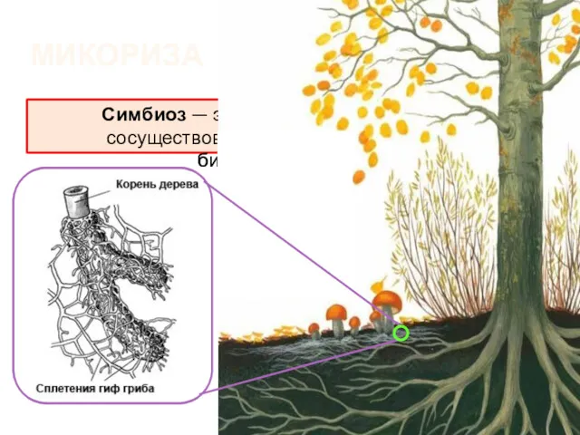 МИКОРИЗА Что такое симбиоз? Симбиоз — это тесное и продолжительное сосуществование представителей разных биологических видов.