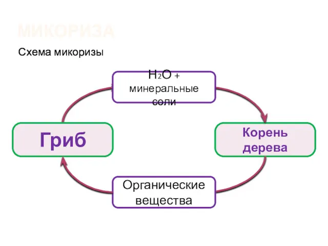 Корень дерева МИКОРИЗА Схема микоризы Гриб