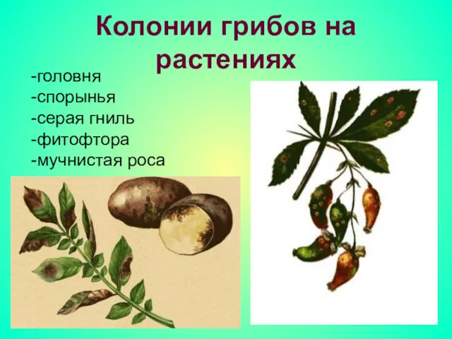 Колонии грибов на растениях -головня -спорынья -серая гниль -фитофтора -мучнистая роса