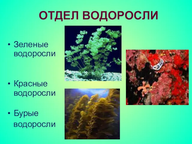 Зеленые водоросли Красные водоросли Бурые водоросли ОТДЕЛ ВОДОРОСЛИ