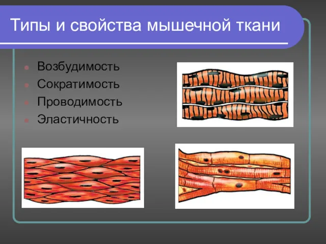 Типы и свойства мышечной ткани Возбудимость Сократимость Проводимость Эластичность