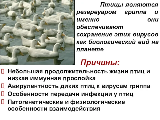 Причины: Небольшая продолжительность жизни птиц и низкая иммунная прослойка Авирулентность диких птиц к