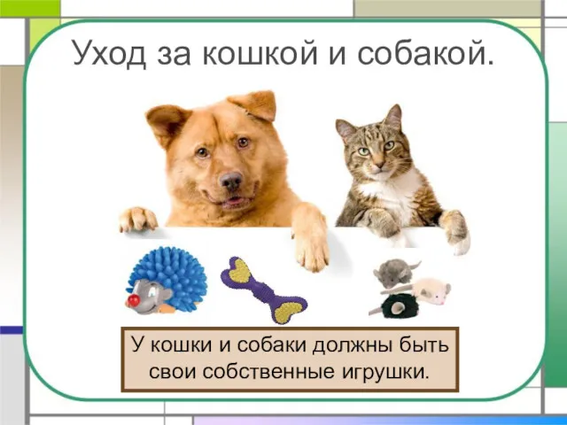 Уход за кошкой и собакой. У кошки и собаки должны быть свои собственные игрушки.