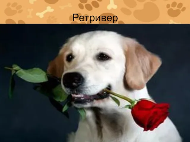 Ретривер