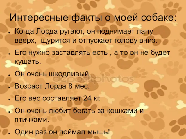 Интересные факты о моей собаке: Когда Лорда ругают, он поднимает лапу вверх, щурится