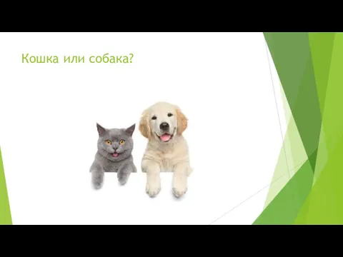 Кошка или собака?