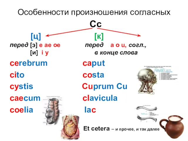 Особенности произношения согласных Сс [ц] [к] перед [э] e ae