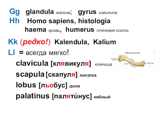 Gg glandula железа; gyrus извилина Hh Homo sapiens, histologia haema