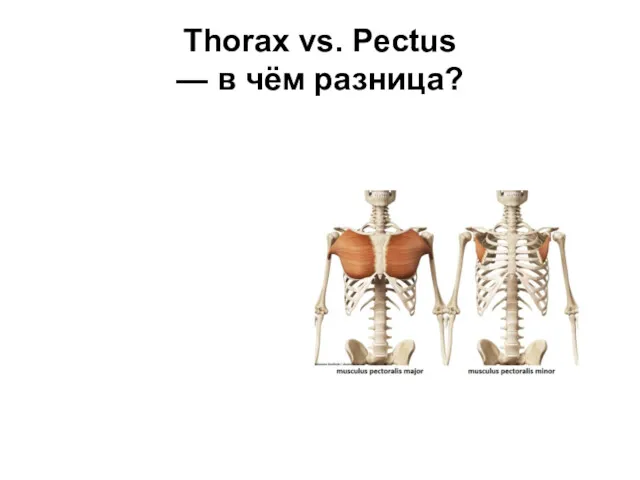 Thorax vs. Pectus — в чём разница?