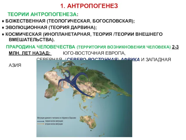 1. АНТРОПОГЕНЕЗ ТЕОРИИ АНТРОПОГЕНЕЗА: ♦ БОЖЕСТВЕННАЯ (ТЕОЛОГИЧЕСКАЯ, БОГОСЛОВСКАЯ); ♦ ЭВОЛЮЦИОННАЯ