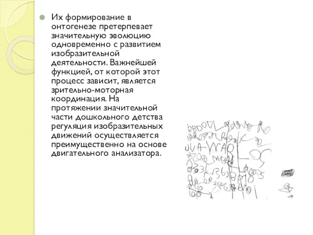 Их формирование в онтогенезе претерпевает значительную эволюцию одновременно с развитием