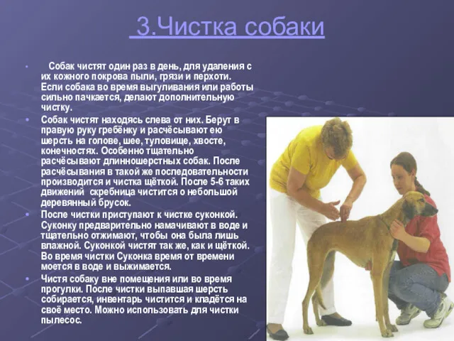 3.Чистка собаки Собак чистят один раз в день, для удаления с их кожного