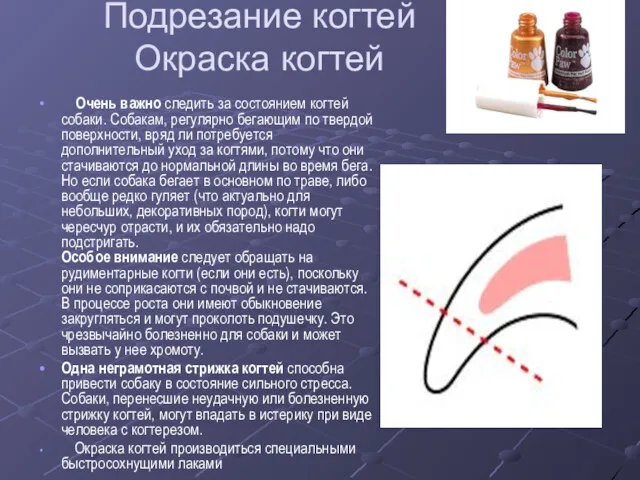 Подрезание когтей Окраска когтей Очень важно следить за состоянием когтей собаки. Собакам, регулярно