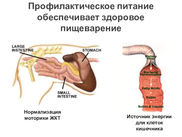 Профилактическое питание обеспечивает здоровое пищеварение Нормализация моторики ЖКТ Источник энергии для клеток кишечника