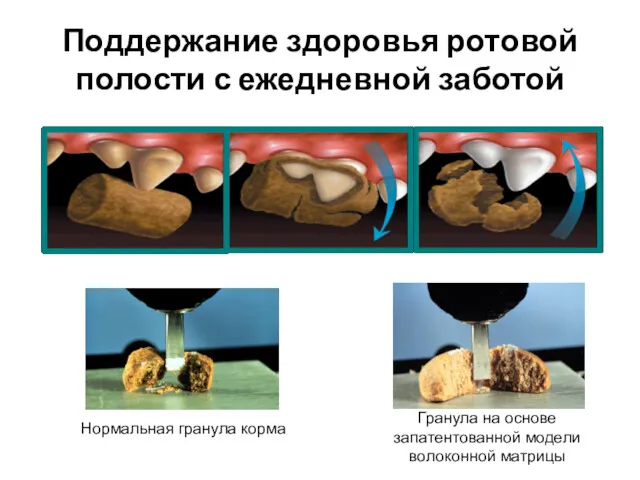 Поддержание здоровья ротовой полости с ежедневной заботой Нормальная гранула корма