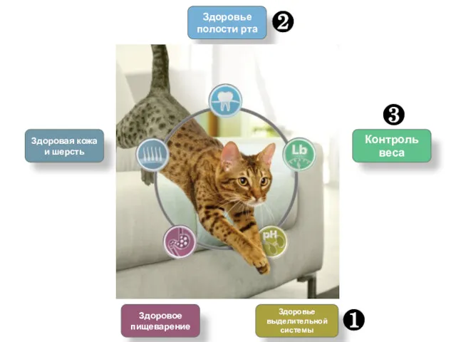 Здоровая кожа и шерсть Здоровое пищеварение Здоровье выделительной системы Контроль