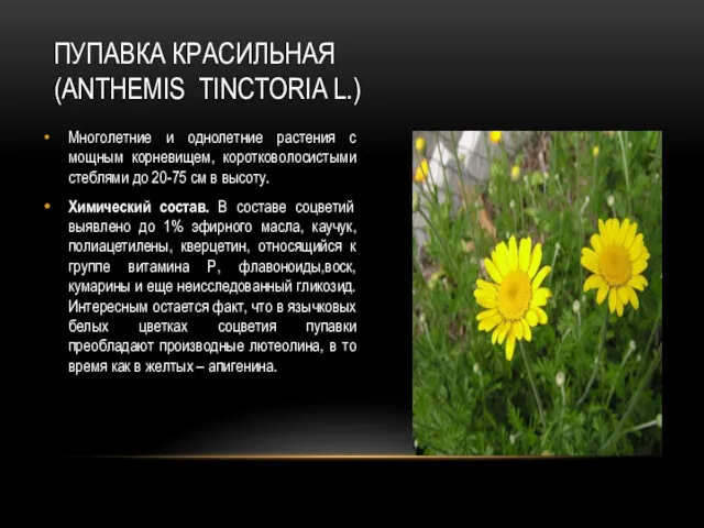 ПУПАВКА КРАСИЛЬНАЯ (ANTHEMIS TINCTORIA L.) Многолетние и однолетние растения с мощным корневищем, коротковолосистыми