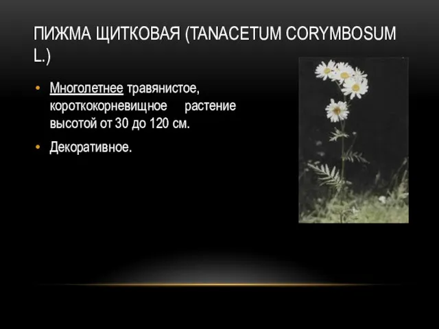 ПИЖМА ЩИТКОВАЯ (TANACETUM CORYMBOSUM L.) Многолетнее травянистое, короткокорневищное растение высотой от 30 до 120 см. Декоративное.