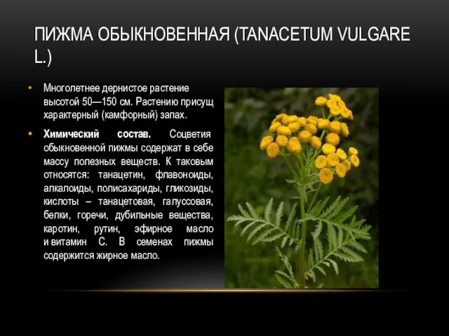 ПИЖМА ОБЫКНОВЕННАЯ (TANACETUM VULGARE L.) Многолетнее дернистое растение высотой 50—150 см. Растению присущ