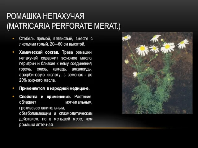 РОМАШКА НЕПАХУЧАЯ (MATRICARIA PERFORATE MERAT.) Стебель прямой, ветвистый, вместе с листьями голый, 20—60