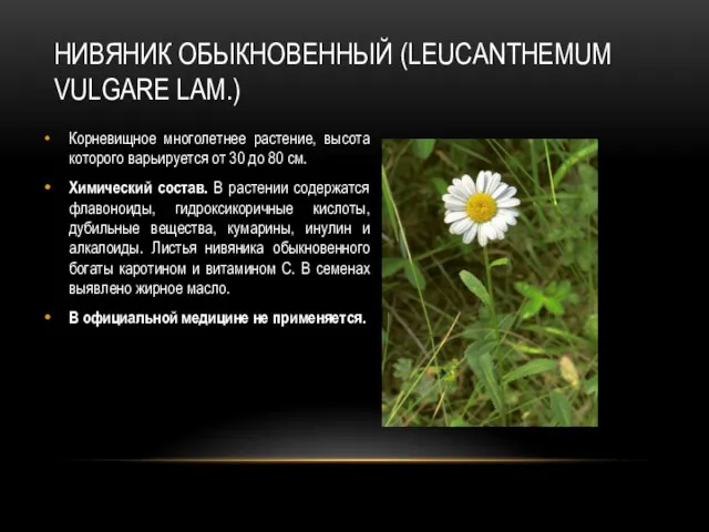 НИВЯНИК ОБЫКНОВЕННЫЙ (LEUCANTHEMUM VULGARE LAM.) Корневищное многолетнее растение, высота которого варьируется от 30