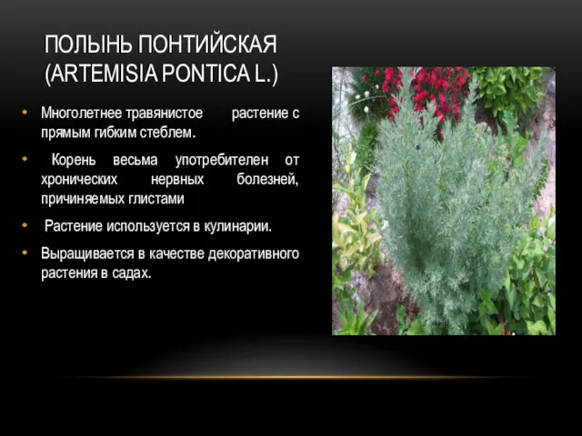 ПОЛЫНЬ ПОНТИЙСКАЯ (ARTEMISIA PONTICA L.) Многолетнее травянистое растение с прямым гибким стеблем. Корень