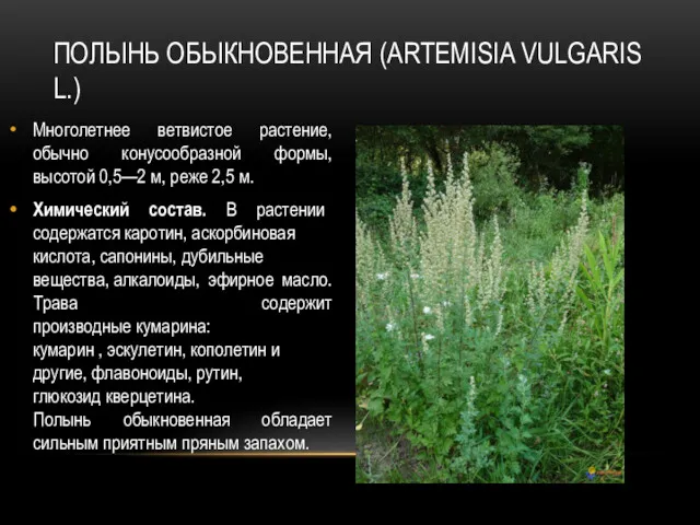 ПОЛЫНЬ ОБЫКНОВЕННАЯ (ARTEMISIA VULGARIS L.) Многолетнее ветвистое растение, обычно конусообразной формы, высотой 0,5—2