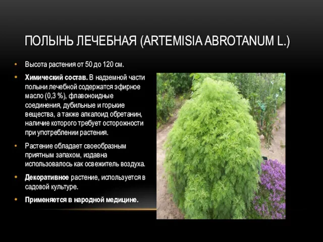 ПОЛЫНЬ ЛЕЧЕБНАЯ (ARTEMISIA ABROTANUM L.) Высота растения от 50 до 120 см. Химический