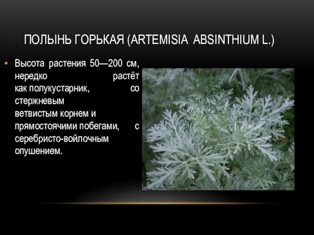 ПОЛЫНЬ ГОРЬКАЯ (ARTEMISIA ABSINTHIUM L.) Высота растения 50—200 см, нередко растёт как полукустарник,