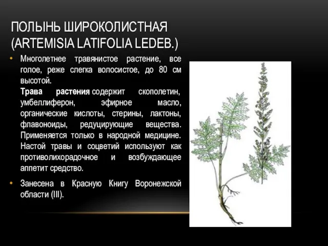 ПОЛЫНЬ ШИРОКОЛИСТНАЯ (ARTEMISIA LATIFOLIA LEDEB.) Многолетнее травянистое растение, все голое, реже слегка волосистое,